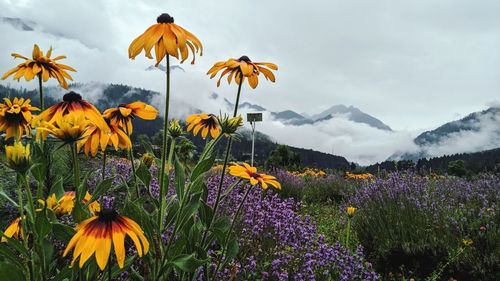 Scenic view of purple flowering plants on field against sky