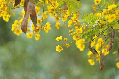 Close-up of yellow flowering plant