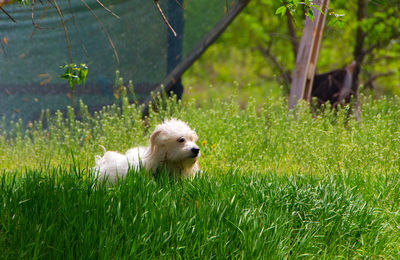 View of a dog on field