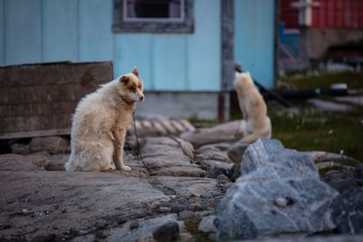 View of a dog on rock