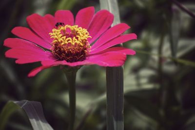 Close-up of pink flower