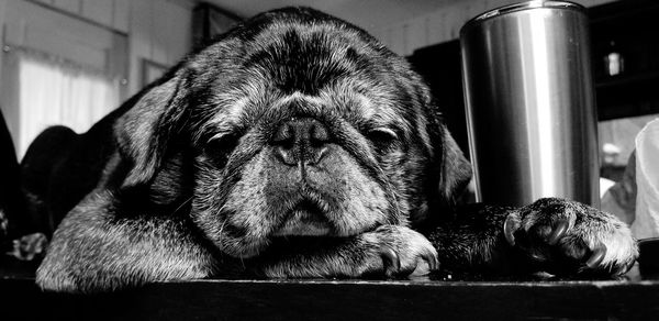 Close-up portrait of a dog