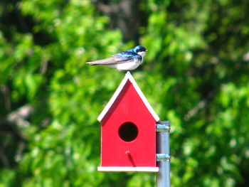 Bird perching on birdhouse