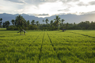 Scenic view of agricultural field against sky