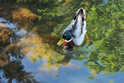 High angle view of male mallard duck swimming in lake