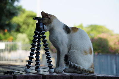 Side view of a cat looking away