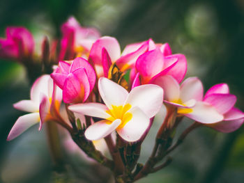 Close-up of pink flowers