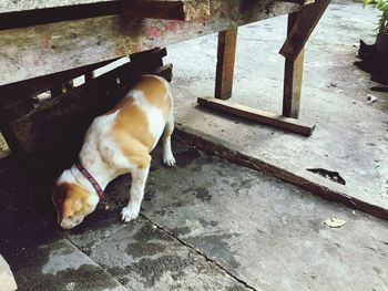 High angle view of dog