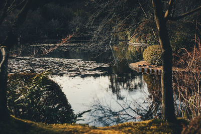 Reflection of trees in lake