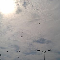 Low angle view of birds flying in sky