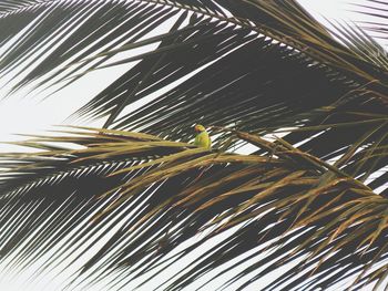 Close-up of lizard on tree