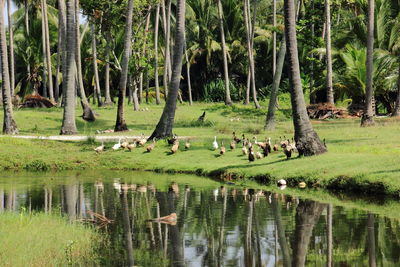 View of trees in the lake