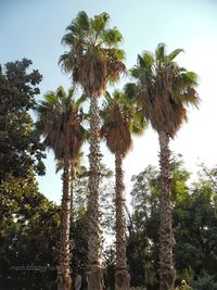Low angle view of coconut palm trees against sky