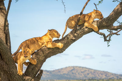 Three lion cubs climb along tree branch