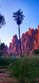 Palm trees on rock formation against sky