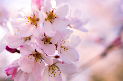 Close-up of pink cherry blossoms