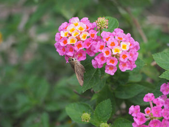 Close-up of butterfly on pink flower