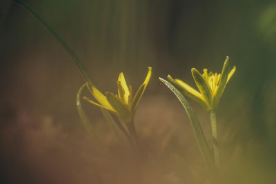 Close-up of yellow flowering plant