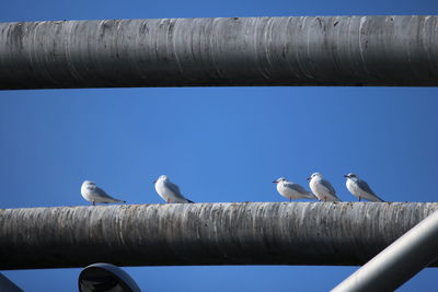 Low angle view of bird perching against clear blue sky