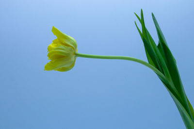 Low angle view of flowering plant against blue sky