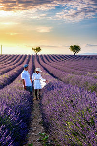 Purple flowering plants on field against sky during sunset