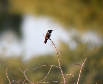 Low angle view of bird perching on dead plant