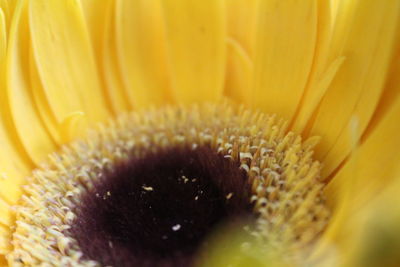 Close-up of yellow flower