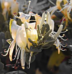 Close-up of flowers