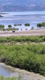 View of sheep on land