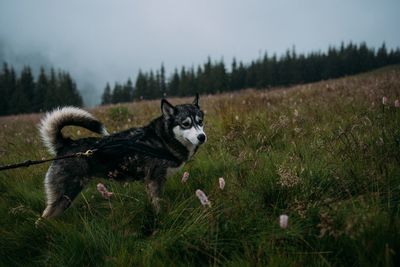 Dog standing on field