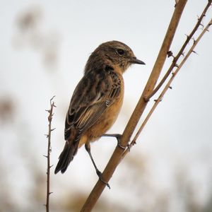 Close-up of bird perching on branch