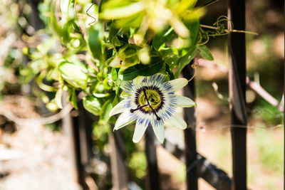 Close-up of flower