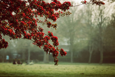 Red tree on field during autumn