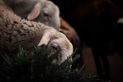 Close-up of sheep