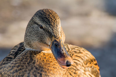 Close-up of bird