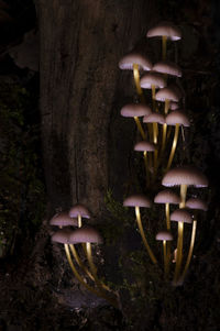 Close-up of mushroom growing in forest