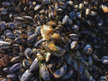 Full frame shot of clams