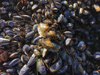 Full frame shot of clams