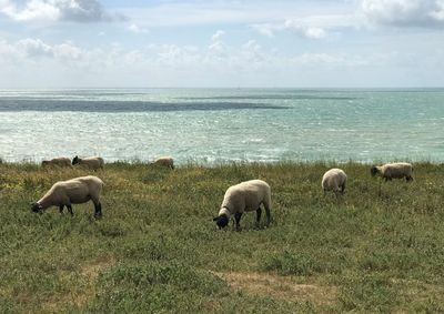 Sheep grazing along the coast