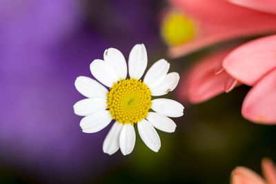Close-up of white daisy flower
