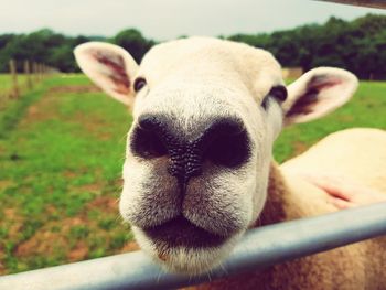 Close-up portrait of sheep on field