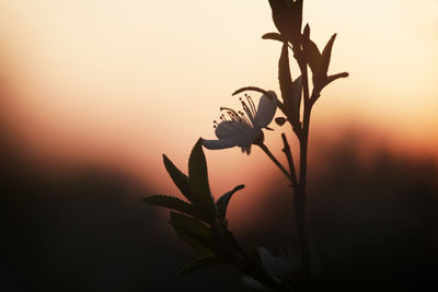 Close-up of silhouette plant against orange sky