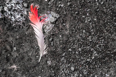 Close-up of feather