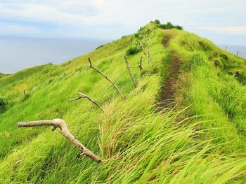 Scenic view of green landscape against sky