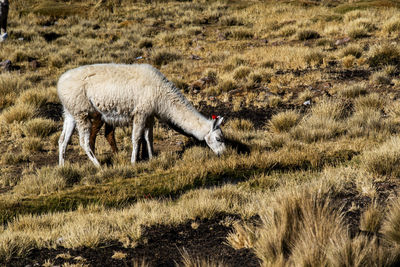 Horse grazing on field