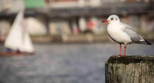 Seagull perching on wooden post