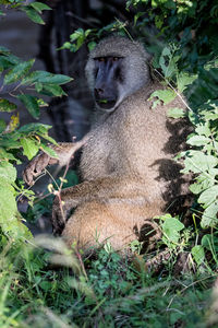 Monkey in a forest