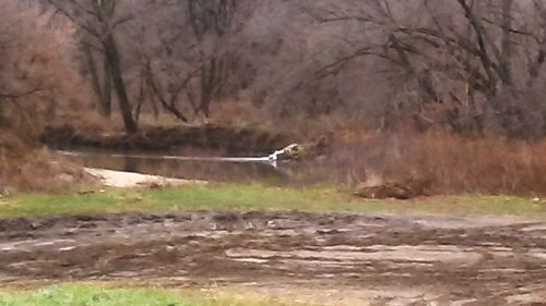 Bird flying over field