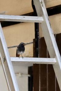 Close-up of bird perching on railing