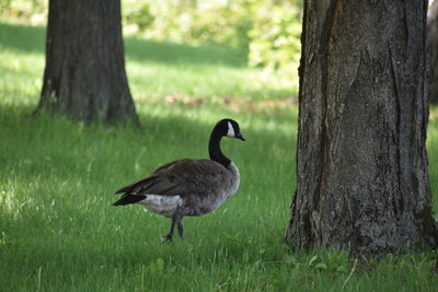 Mallard duck on field